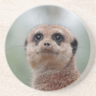 Meerkat 020 getränkeuntersetzer
