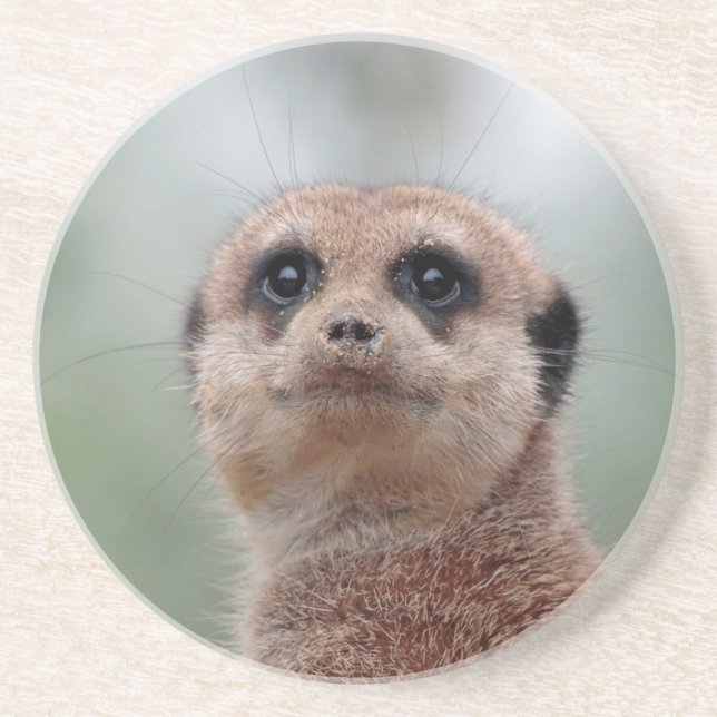 Meerkat 020 getränkeuntersetzer (Vorne)