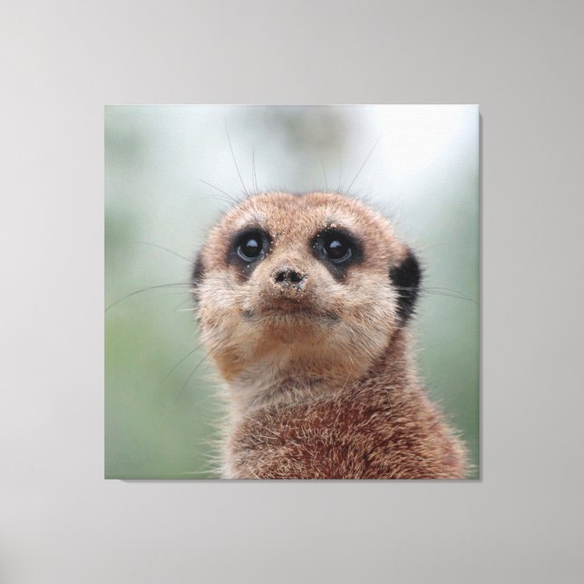 Meerkat 020 leinwanddruck (Vorderseite)
