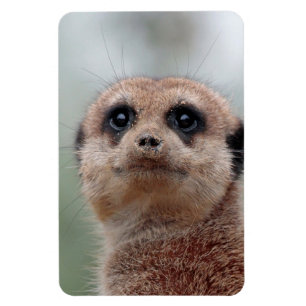Meerkat 020 magnet