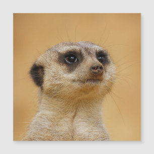 Meerkat 020 magnetkarte