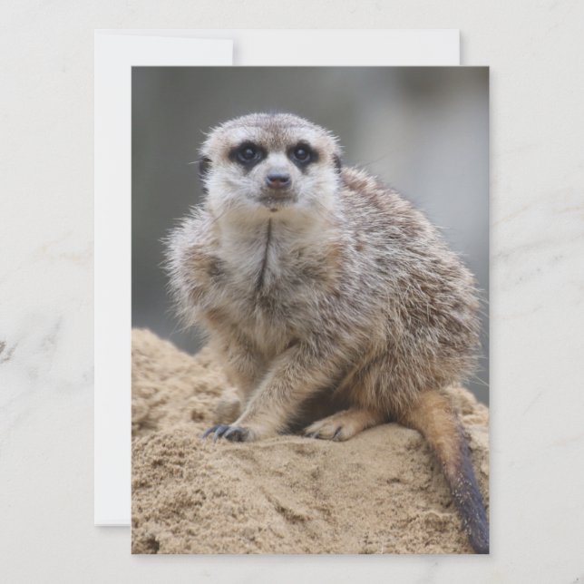 Meerkat 021 feiertagskarte (Vorderseite)