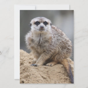 Meerkat 021 feiertagskarte