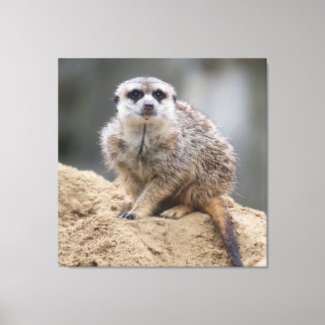 Meerkat 021 leinwanddruck (Vorderseite)