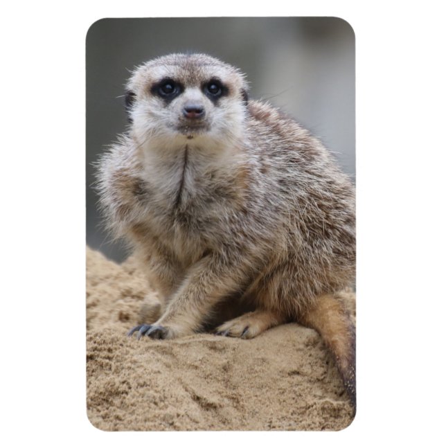 Meerkat 021 magnet (Vertikal)