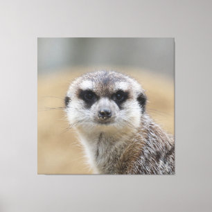 Meerkat 022 leinwanddruck