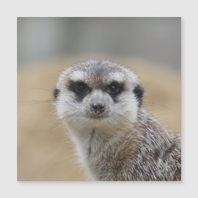 Meerkat 022 magnetkarte (Vorderseite)