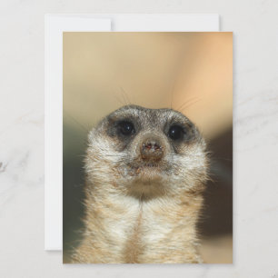 Meerkat 023 feiertagskarte