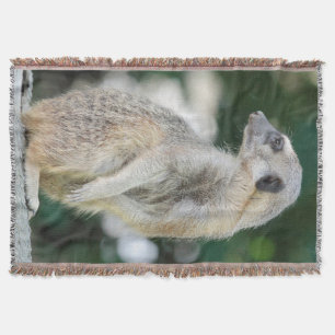 Meerkat 025 decke