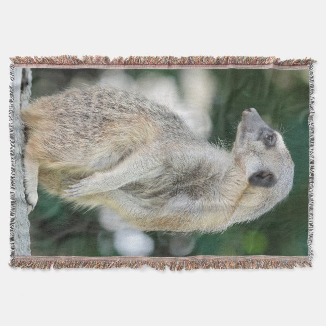 Meerkat 025 decke (Vorderseite)