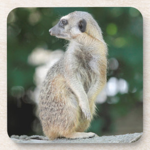 Meerkat 025 getränkeuntersetzer