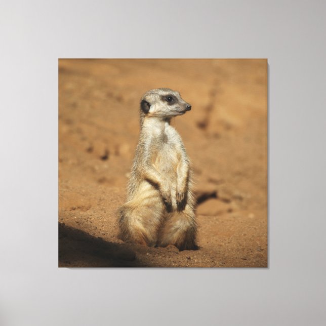 Meerkat 027 leinwanddruck (Vorderseite)