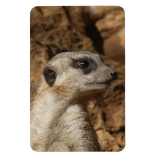 Meerkat 029 magnet