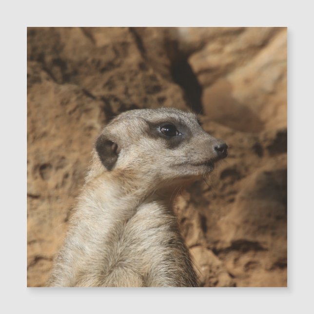 Meerkat 029 magnetkarte (Vorderseite)
