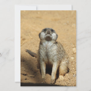 Meerkat 031 feiertagskarte
