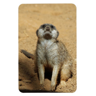 Meerkat 031 magnet