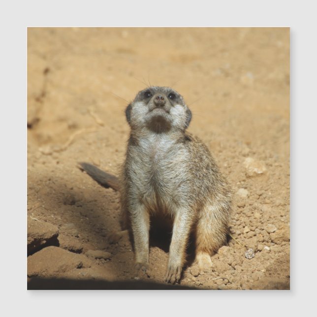 Meerkat 031 magnetkarte (Vorderseite)