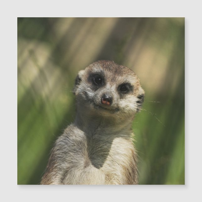 Meerkat 034 magnetkarte (Vorderseite)