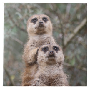 Meerkat 035 fliese