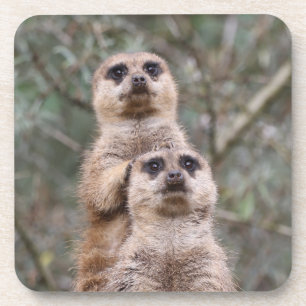 Meerkat 035 getränkeuntersetzer