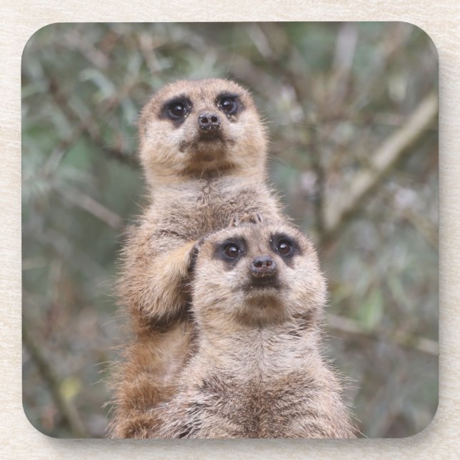 Meerkat 035 getränkeuntersetzer (Vorderseite)