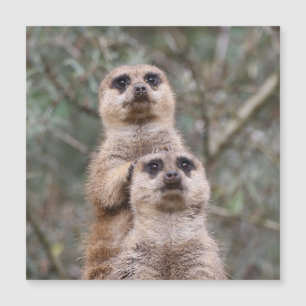 Meerkat 035 magnetkarte