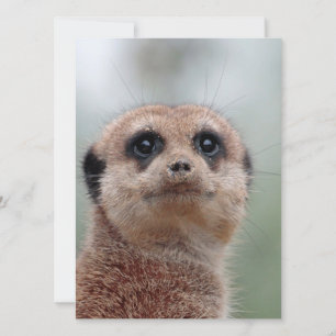 Meerkat 036 feiertagskarte
