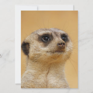 Meerkat 037 feiertagskarte