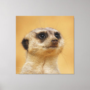 Meerkat 037 leinwanddruck
