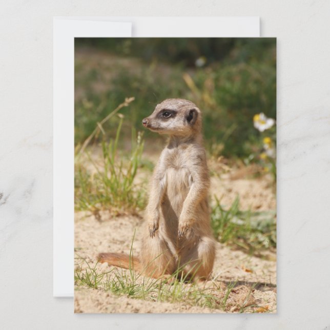 Meerkat 038 feiertagskarte (Vorderseite)