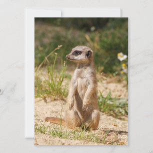 Meerkat 038 feiertagskarte
