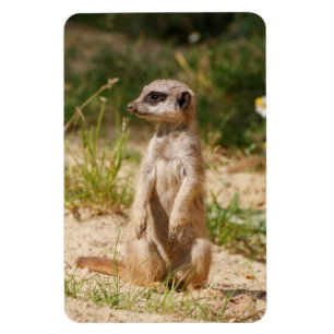 Meerkat 038 magnet