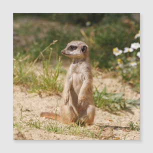 Meerkat 038 magnetkarte