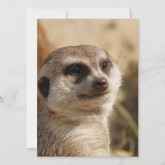 Meerkat 041 feiertagskarte (Vorderseite)