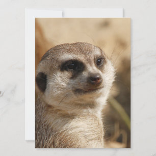 Meerkat 041 feiertagskarte