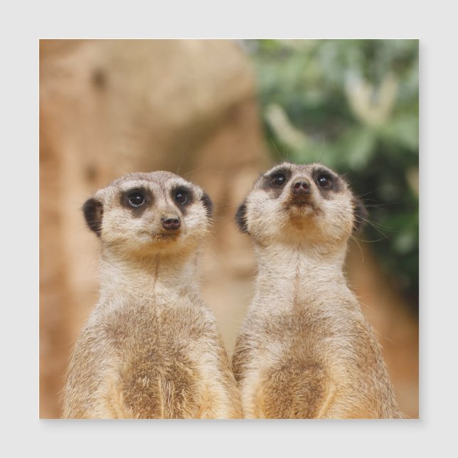 Meerkat_044 Magnetkarte (Vorderseite)