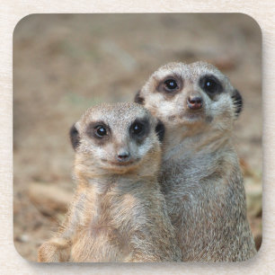 Meerkat 047 getränkeuntersetzer