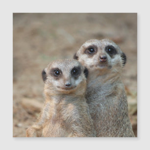 Meerkat 047 magnetkarte