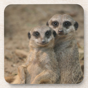 Meerkat 067 getränkeuntersetzer
