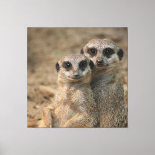Meerkat 067 leinwanddruck