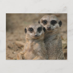 Meerkat 067 postkarte