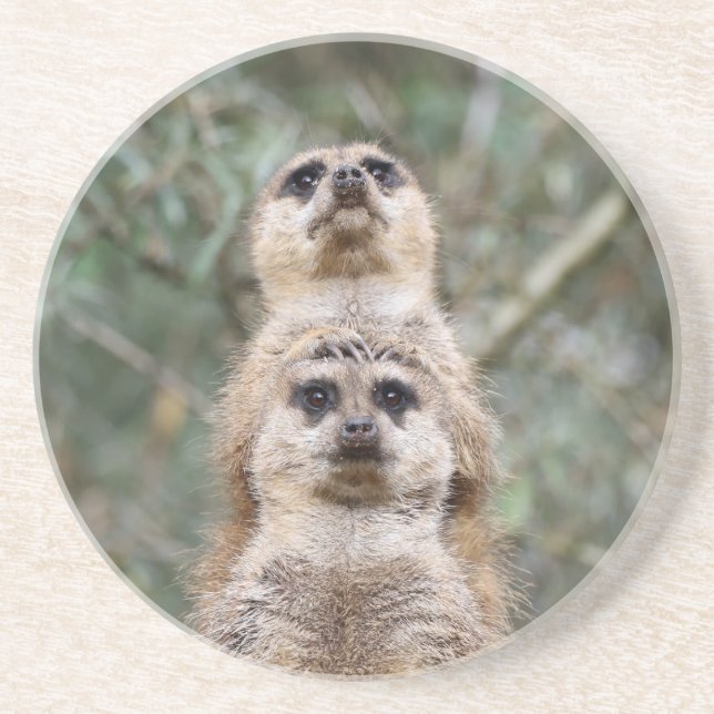 Meerkat 081 getränkeuntersetzer (Vorne)