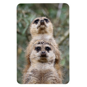 Meerkat 081 magnet