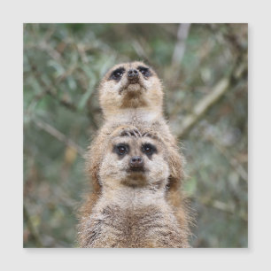 Meerkat 081 magnetkarte