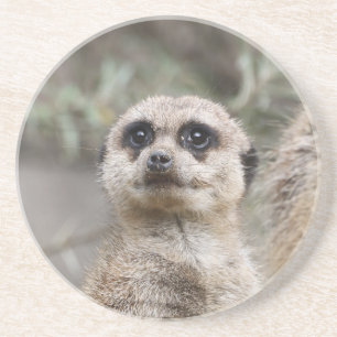 Meerkat 082 getränkeuntersetzer