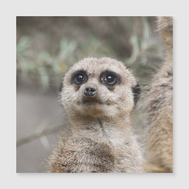 Meerkat 082 magnetkarte (Vorderseite)