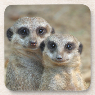 Meerkat 085 getränkeuntersetzer