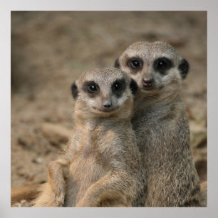 Meerkat 090 poster