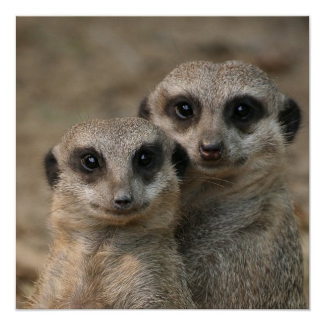 Meerkat 098 poster (Vorderseite)