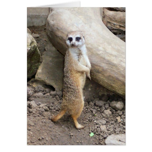 Meerkat #1 (Vorne)